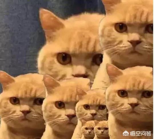 除了《梦幻西游》strong/p
p手游单职业/strong，如今有什么好玩的回合造手游吗？