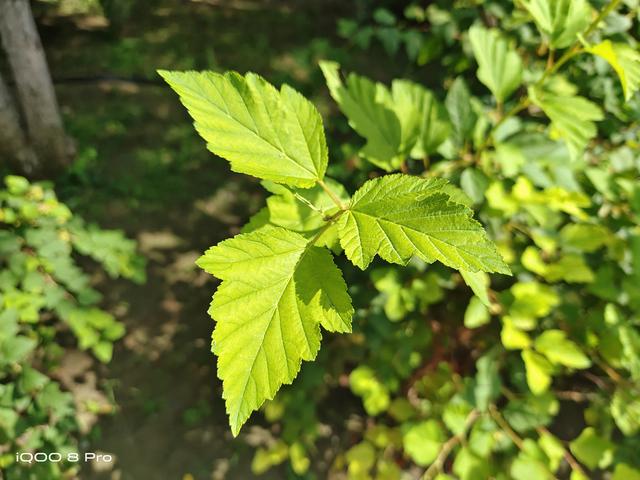 游戏手机也要做成水桶strong/p
p传奇游戏手机/strong？iQOO 8 Pro传奇版开箱体验