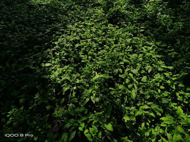 游戏手机也要做成水桶strong/p
p传奇游戏手机/strong？iQOO 8 Pro传奇版开箱体验