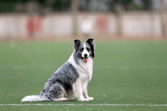 神途传奇:【第五十期预告】边牧界的传奇——神犬“刀疤”