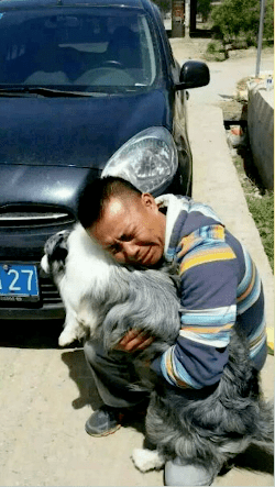 神途传奇:【第五十期预告】边牧界的传奇——神犬“刀疤”