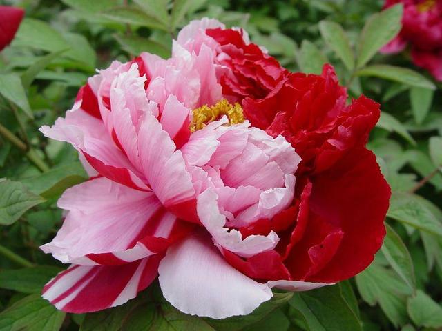 仙境打金传奇手游辅助