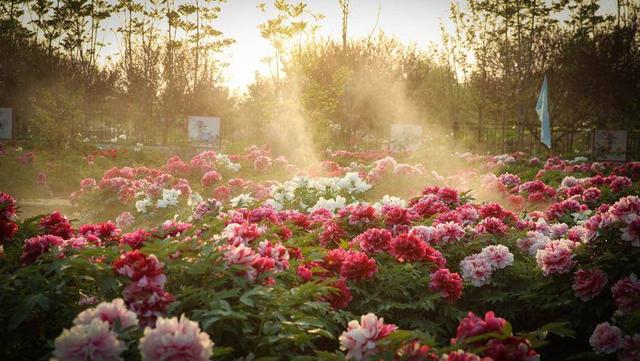 仙境打金传奇手游辅助