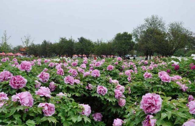 仙境打金传奇手游辅助