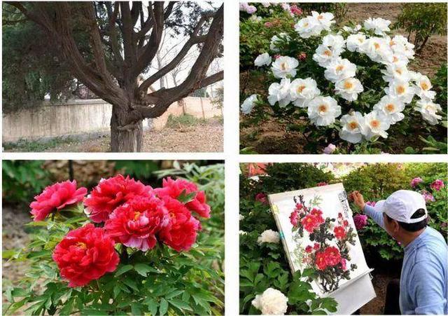 仙境打金传奇手游辅助