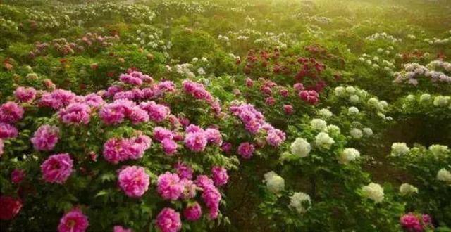 仙境打金传奇手游辅助