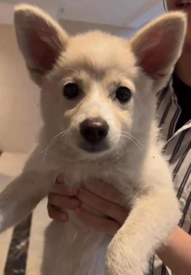 九百打金传奇手游