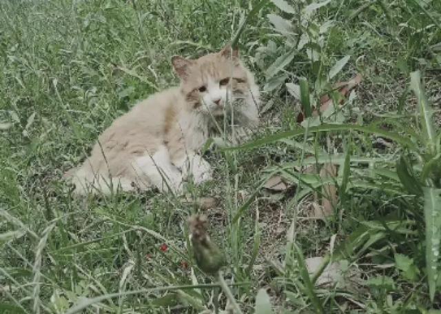 九百打金传奇手游