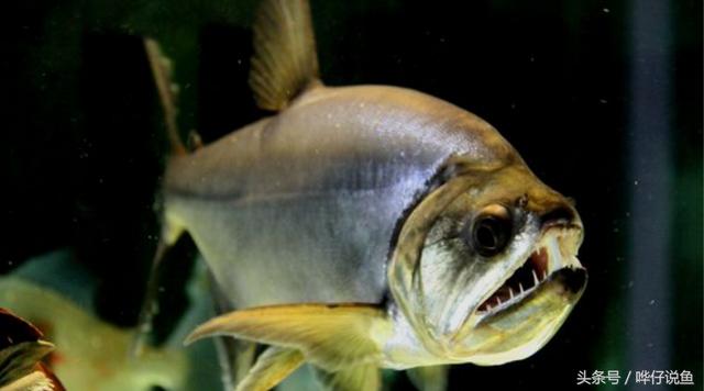 七彩杀神恶魔传奇手游