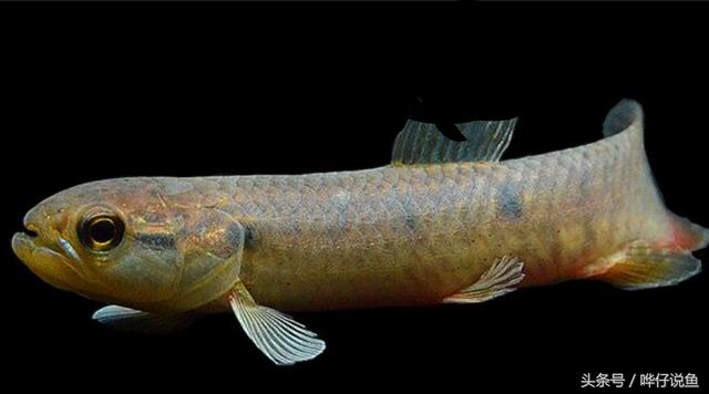 七彩杀神恶魔传奇手游