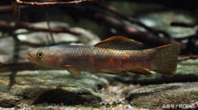 七彩杀神恶魔传奇手游