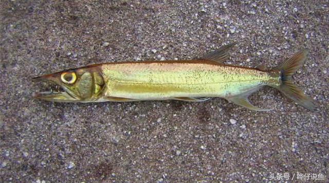 七彩杀神恶魔传奇手游