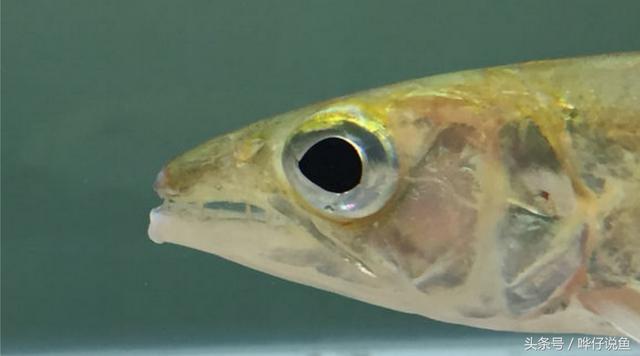 七彩杀神恶魔传奇手游