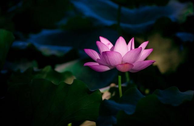 烈日皓月手游