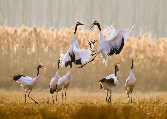 东北传奇逐鹿中原手游