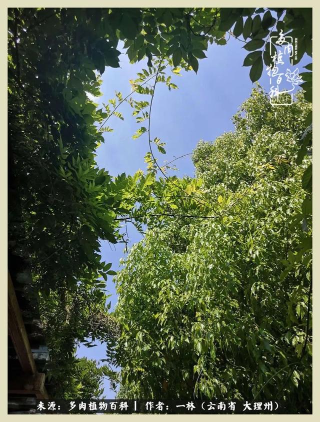 嘟嘟传奇无限元宝手游