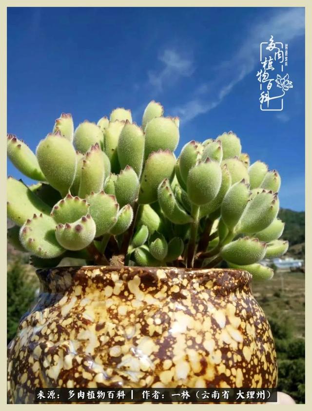 嘟嘟传奇无限元宝手游