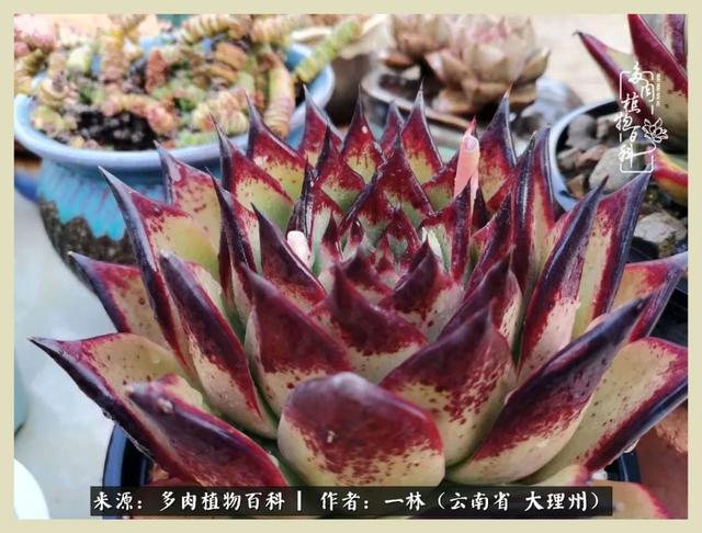 嘟嘟传奇无限元宝手游