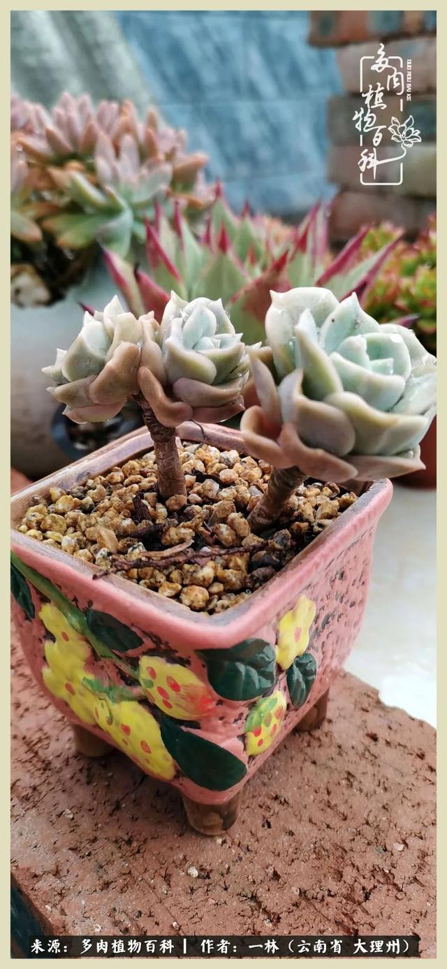 嘟嘟传奇无限元宝手游