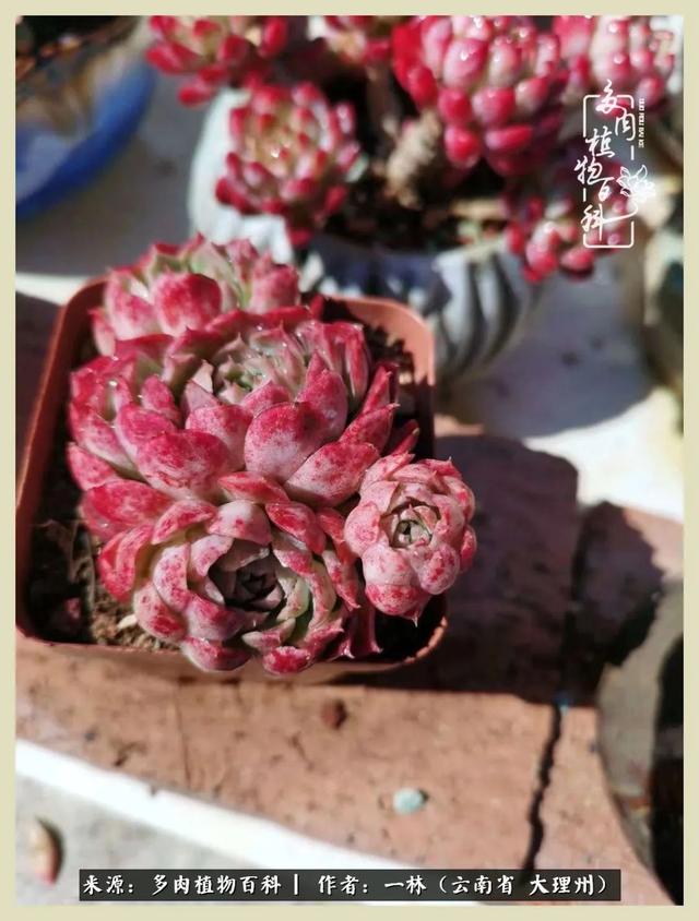嘟嘟传奇无限元宝手游