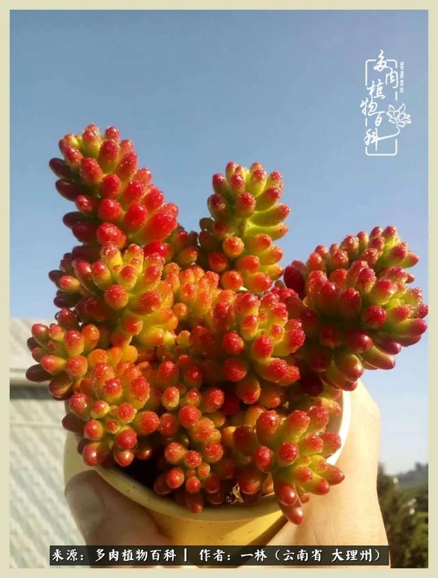 嘟嘟传奇无限元宝手游