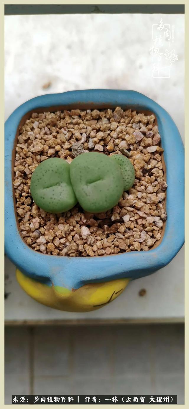 嘟嘟传奇无限元宝手游