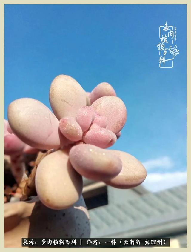 嘟嘟传奇无限元宝手游