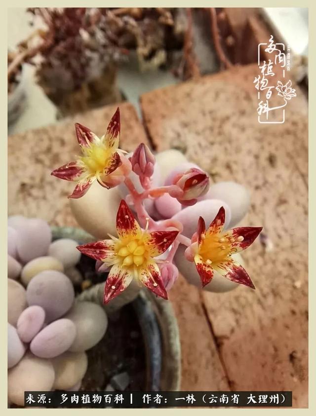 嘟嘟传奇无限元宝手游