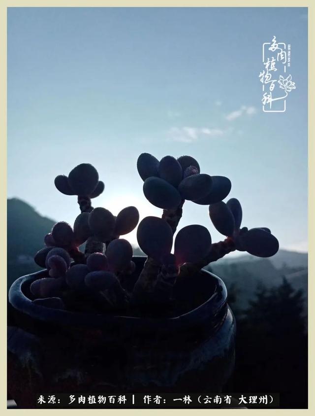 嘟嘟传奇无限元宝手游