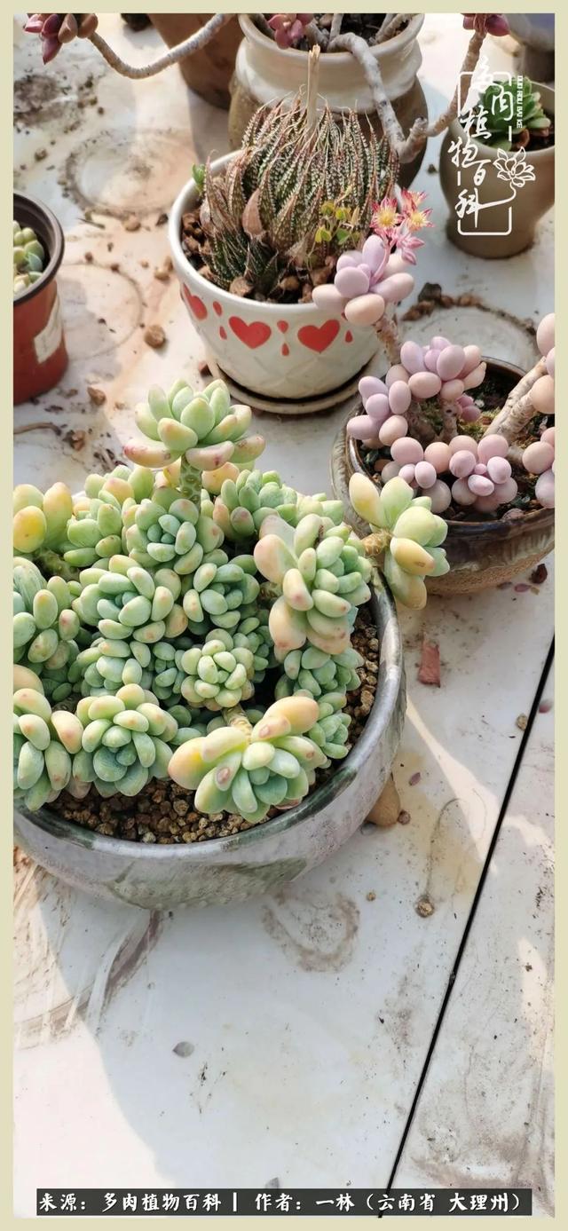 嘟嘟传奇无限元宝手游