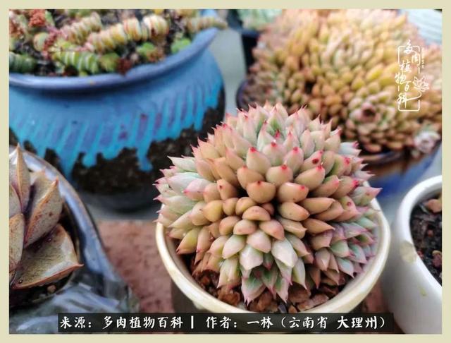 嘟嘟传奇无限元宝手游