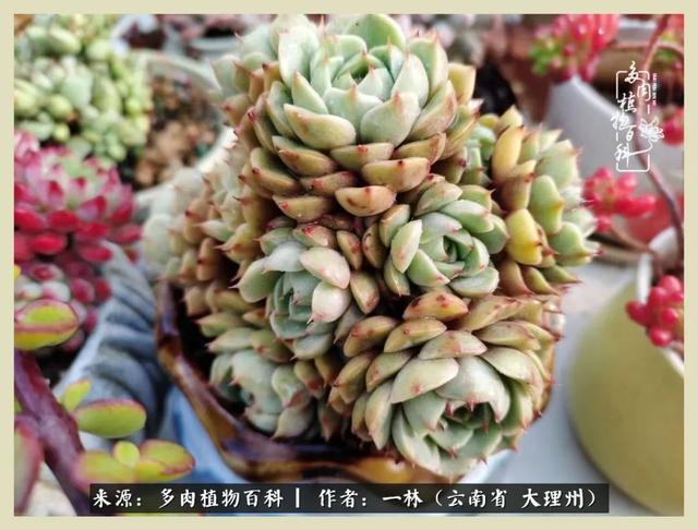 嘟嘟传奇无限元宝手游