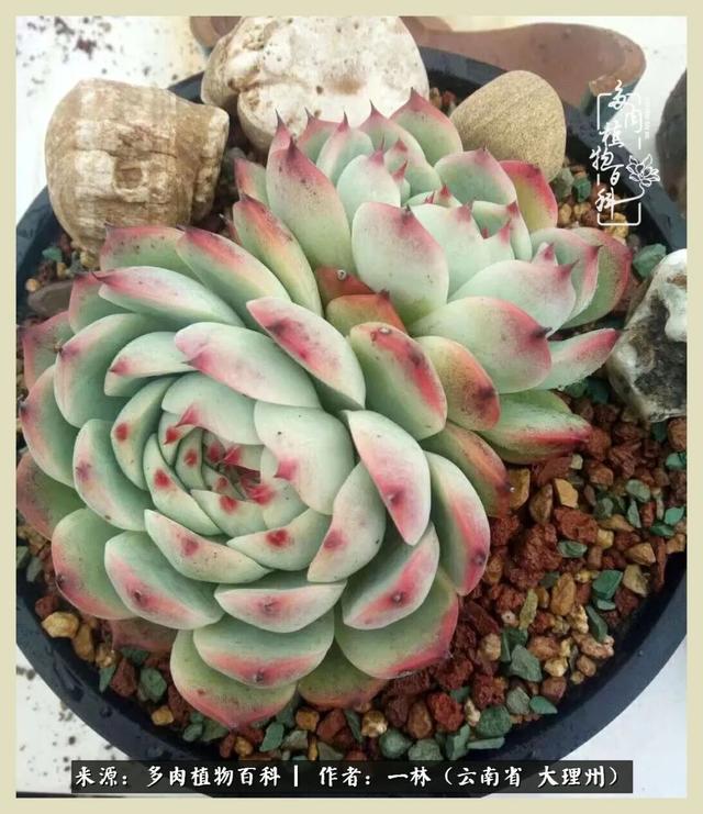 嘟嘟传奇无限元宝手游
