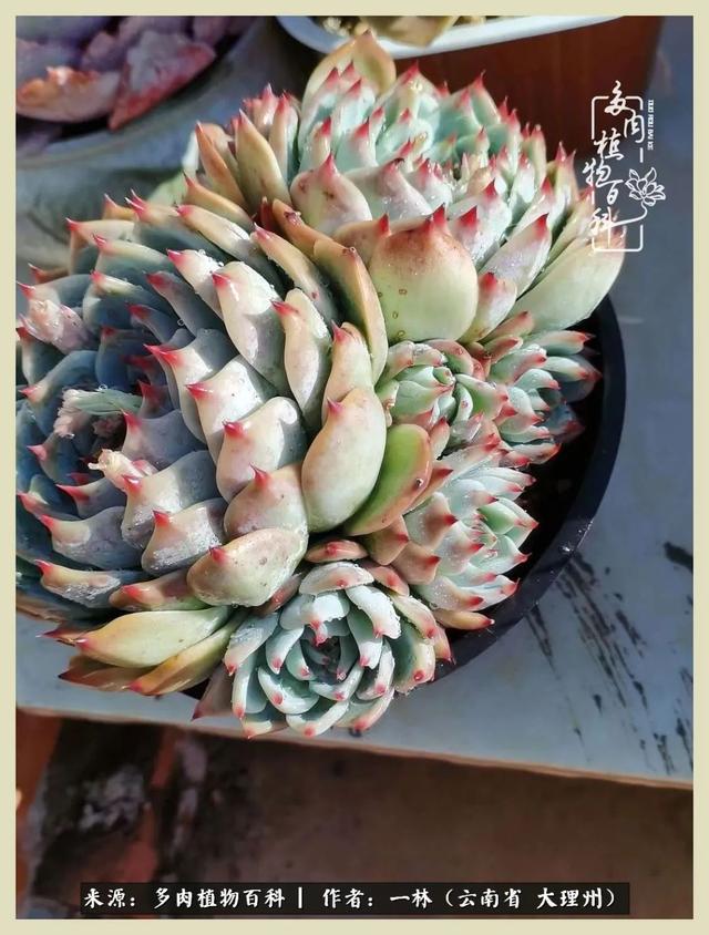 嘟嘟传奇无限元宝手游