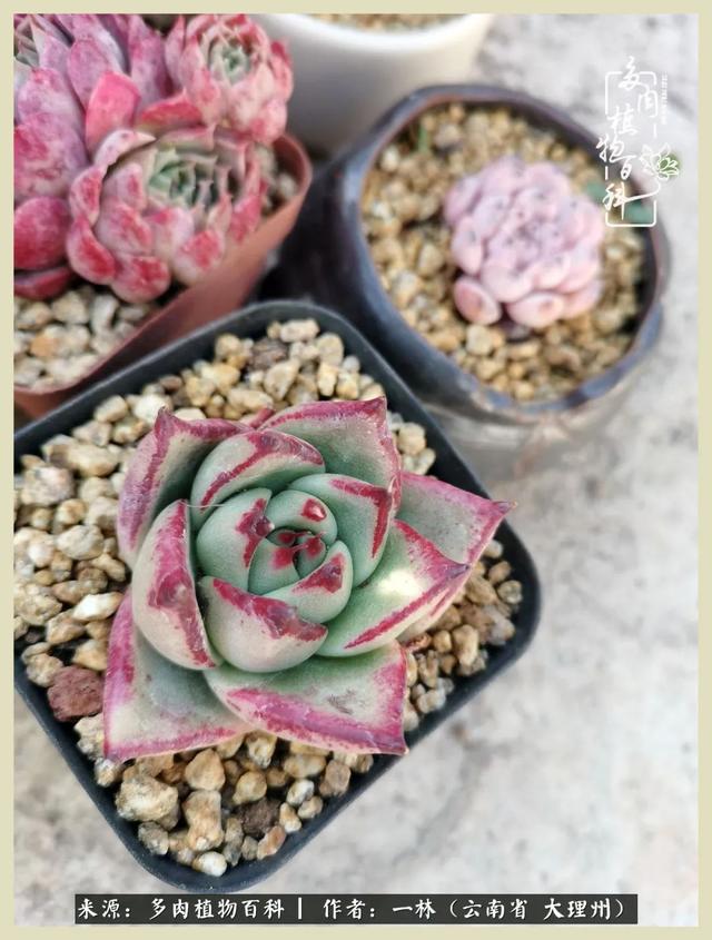 嘟嘟传奇无限元宝手游
