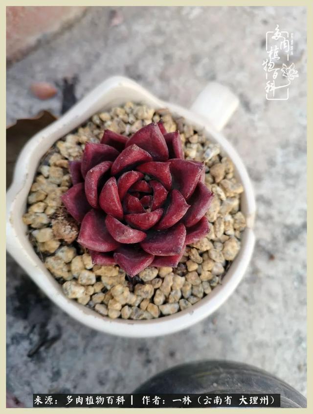 嘟嘟传奇无限元宝手游