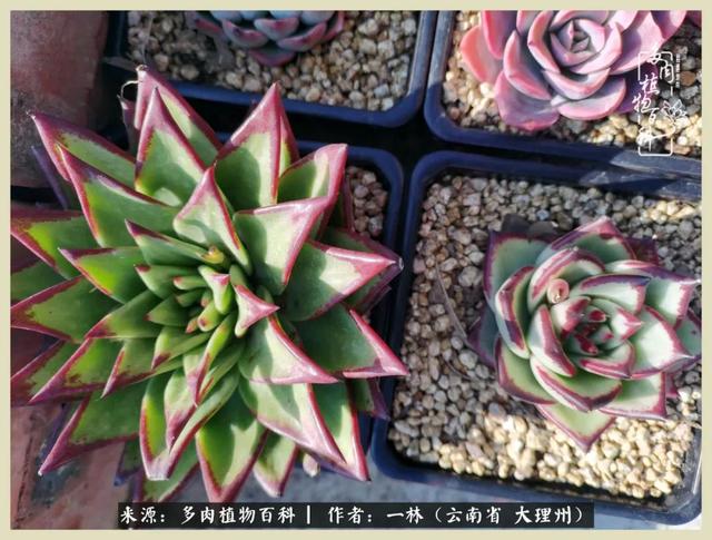 嘟嘟传奇无限元宝手游
