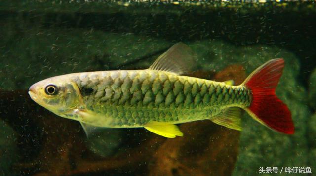 七彩杀神恶魔传奇手游