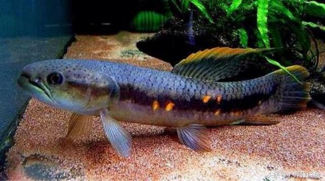 七彩杀神恶魔传奇手游