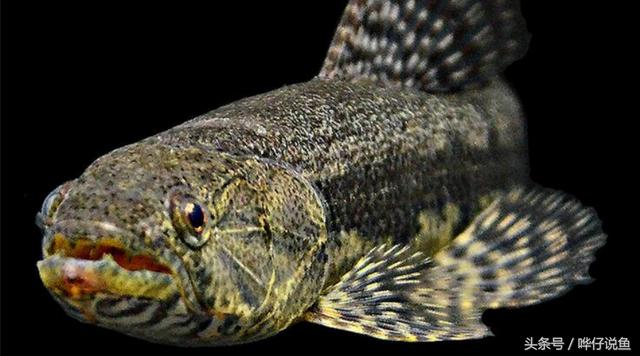 七彩杀神恶魔传奇手游