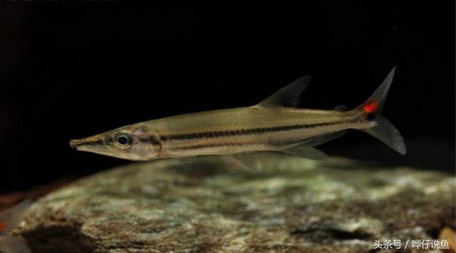 七彩杀神恶魔传奇手游