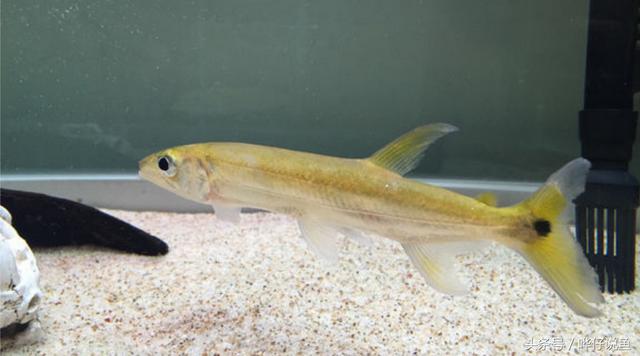 七彩杀神恶魔传奇手游