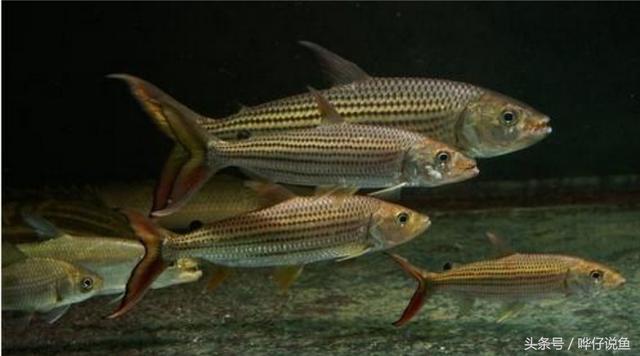 七彩杀神恶魔传奇手游