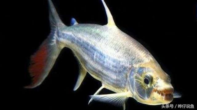 七彩杀神恶魔传奇手游