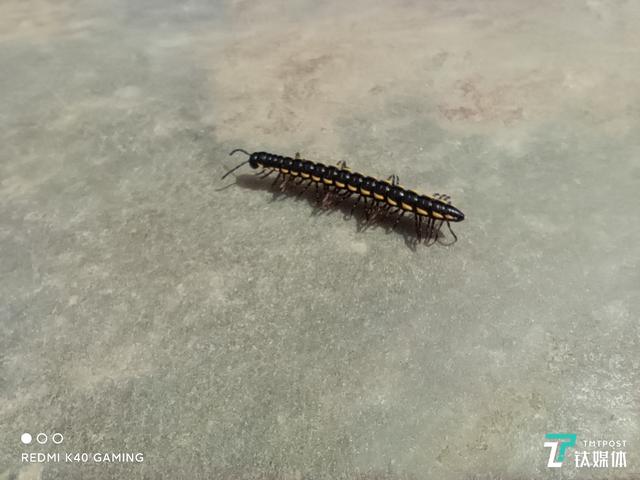 电竞传奇破解版手游