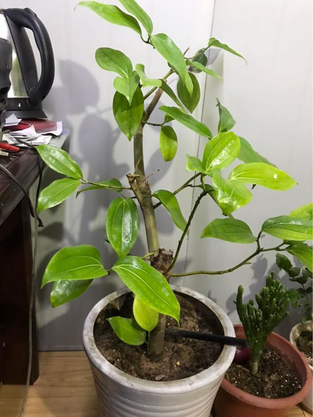 画量感强的3d传奇手游排行