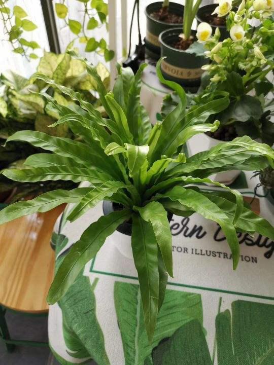 画量感强的3d传奇手游排行