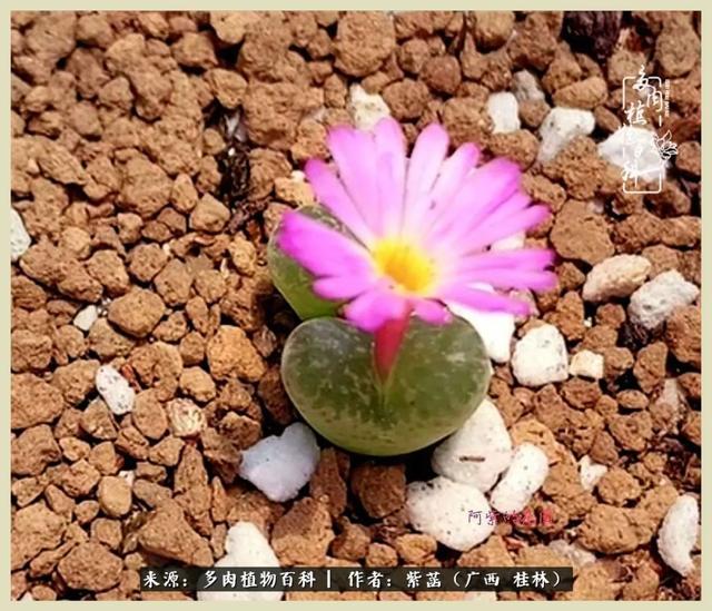 嘟嘟缄默传奇手游