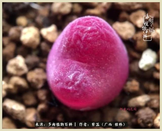 嘟嘟缄默传奇手游
