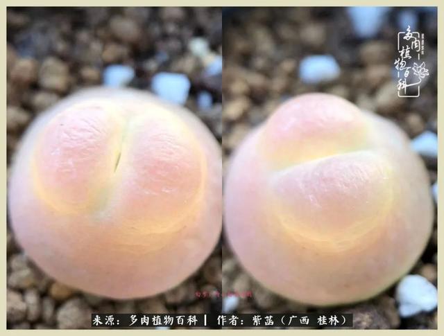 嘟嘟缄默传奇手游